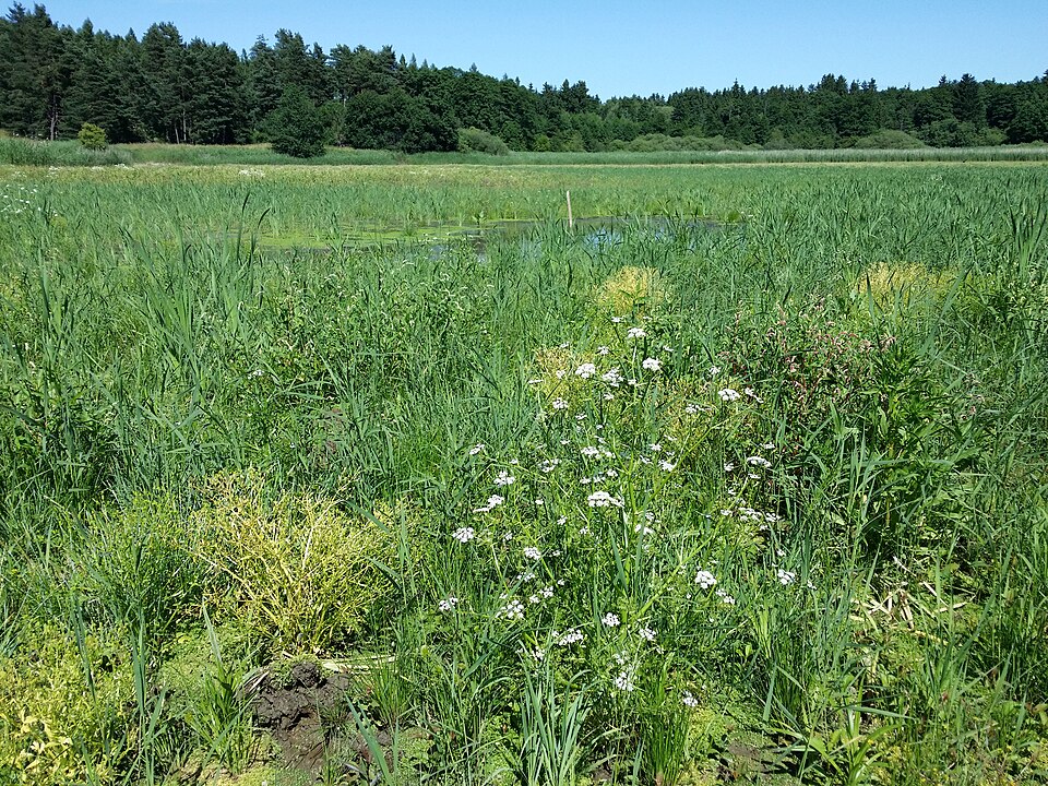 Fineleaf Waterdropwort photo 8