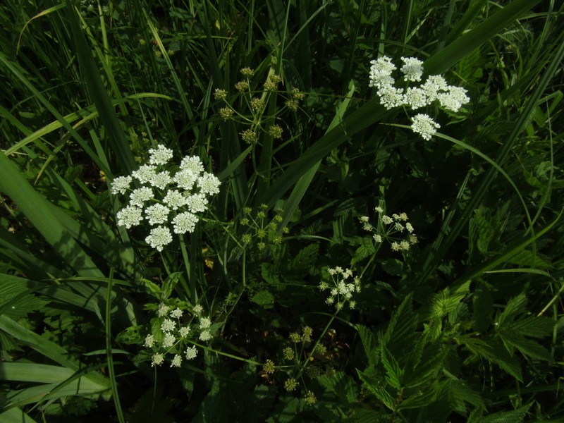 Oenanthe banatica