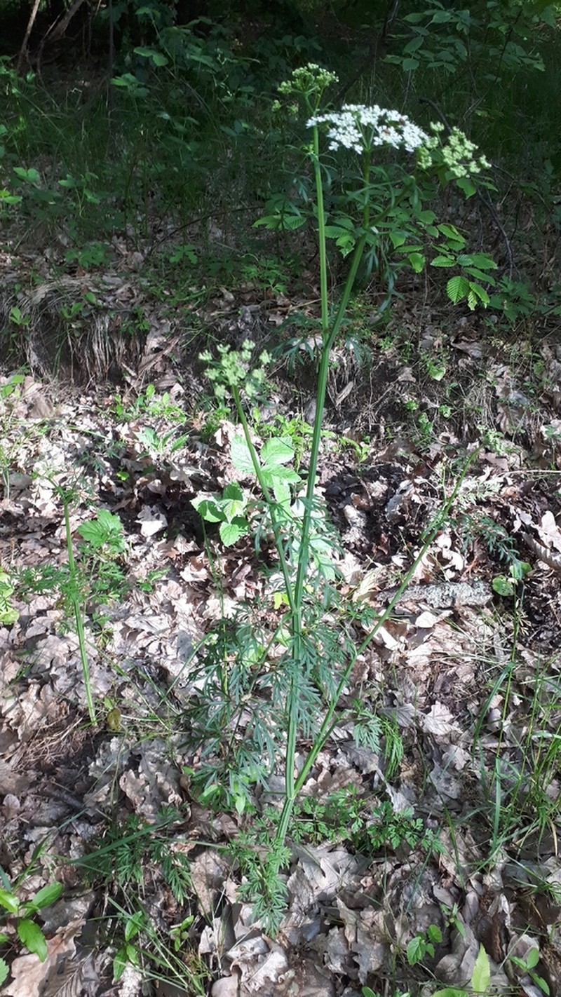 Oenanthe banatica photo 2