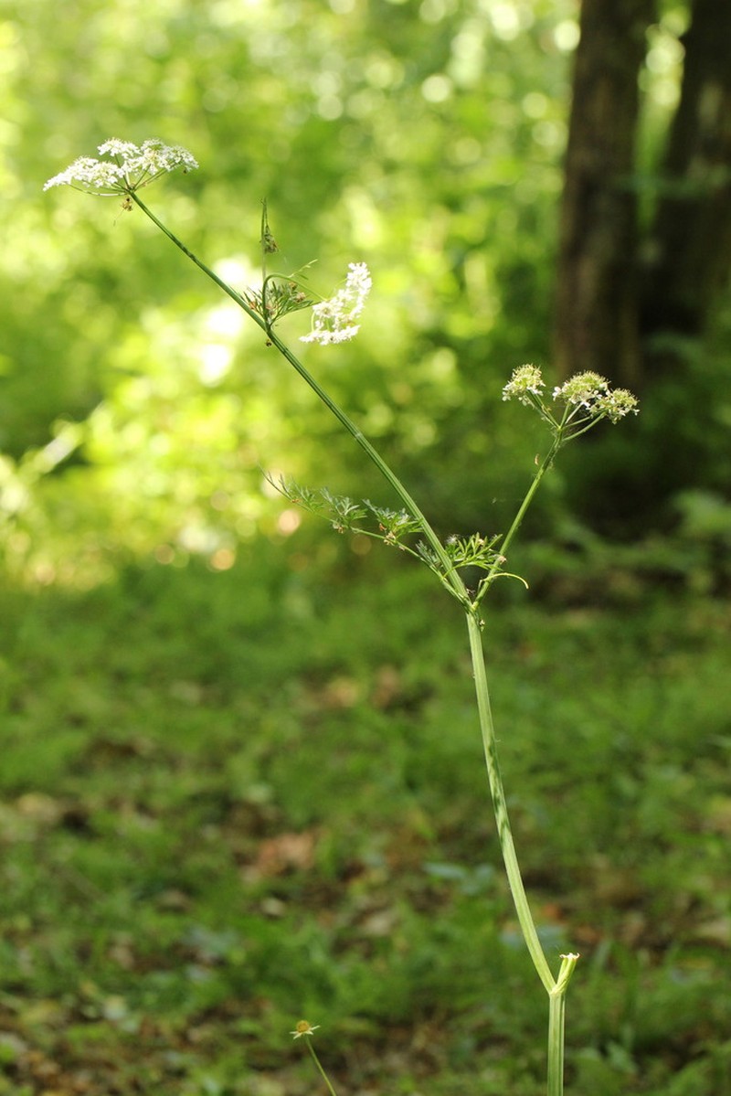 Oenanthe banatica photo 3