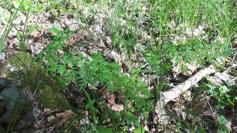 Oenanthe banatica photo 4