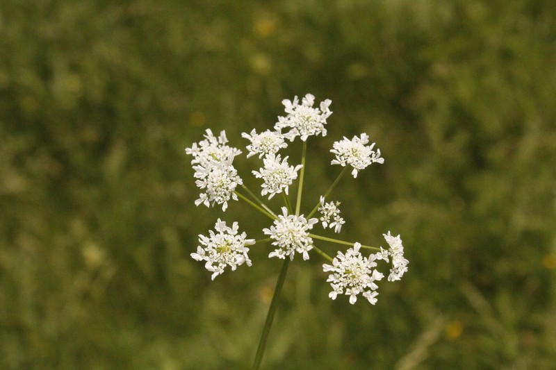 Oenanthe banatica photo 6