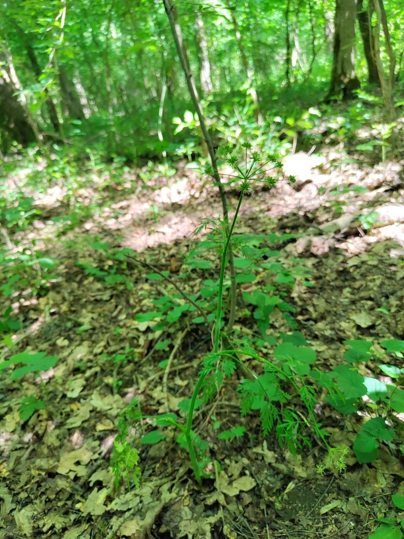 Oenanthe banatica photo 7