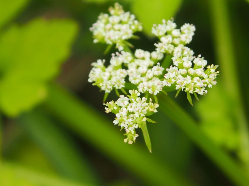 Oenanthe benghalensis photo 2