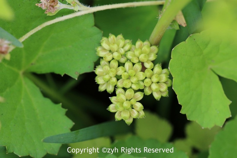 Oenanthe benghalensis photo 3