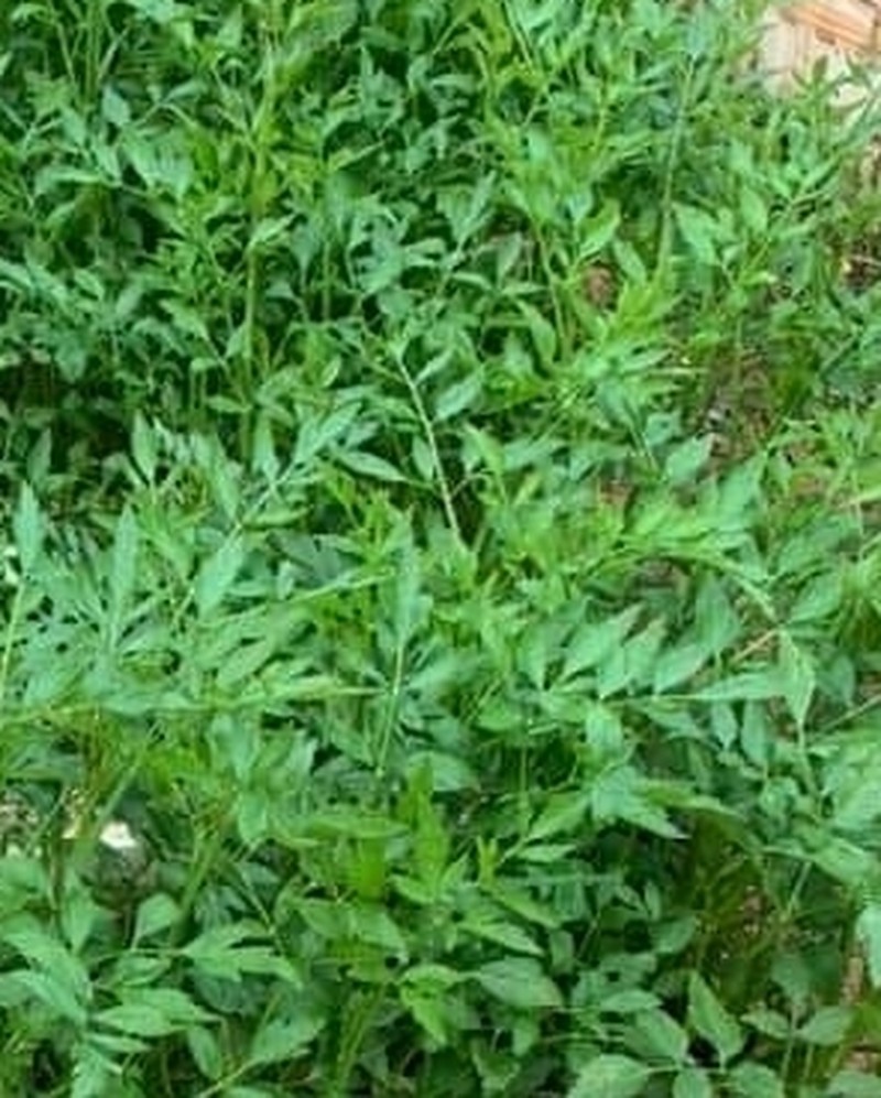 Oenanthe benghalensis photo 4