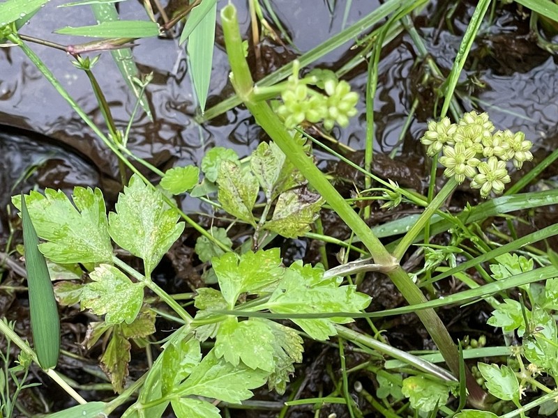 Oenanthe benghalensis photo 5