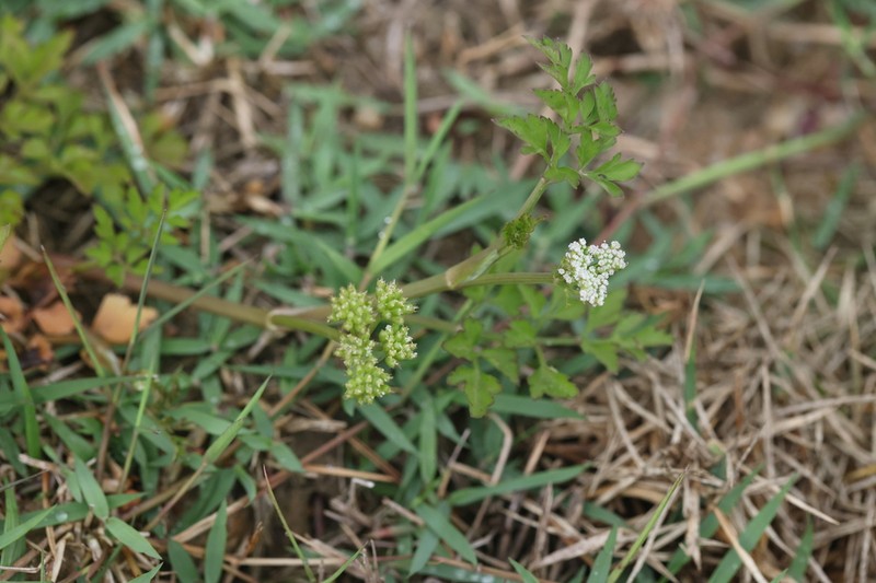 Oenanthe benghalensis photo 6