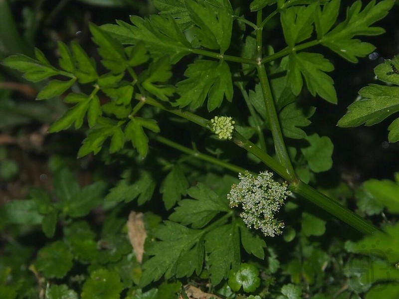 Oenanthe benghalensis photo 7