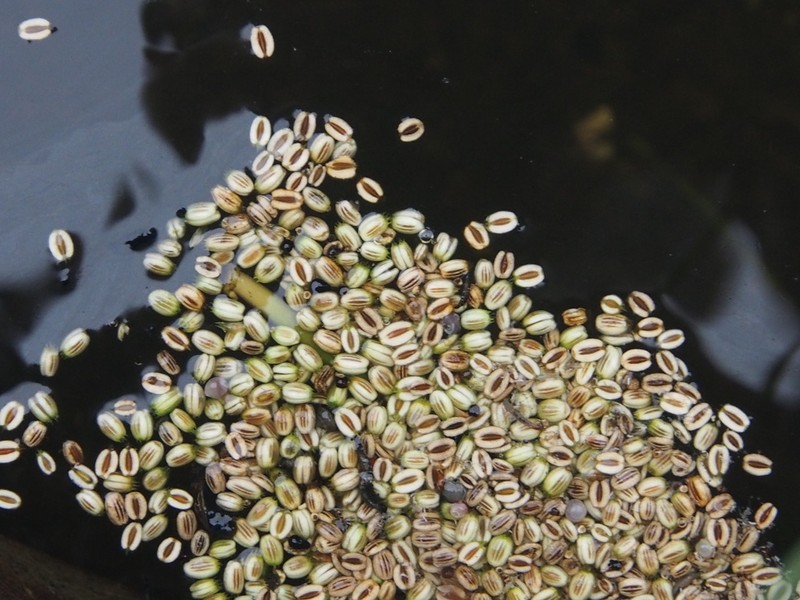 Oenanthe benghalensis photo 8
