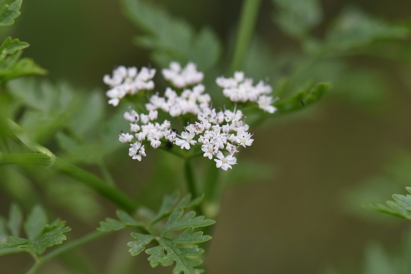 Oenanthe conioides