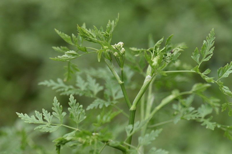 Oenanthe conioides photo 2
