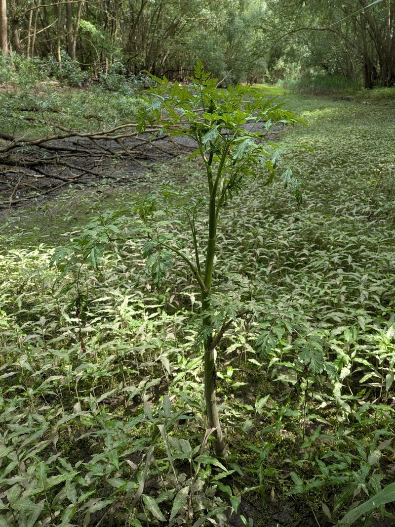 Oenanthe conioides photo 3