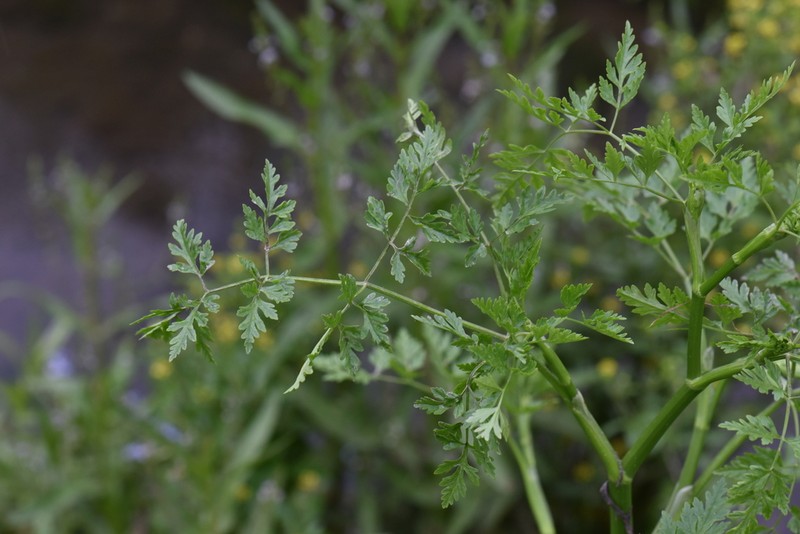 Oenanthe conioides photo 4