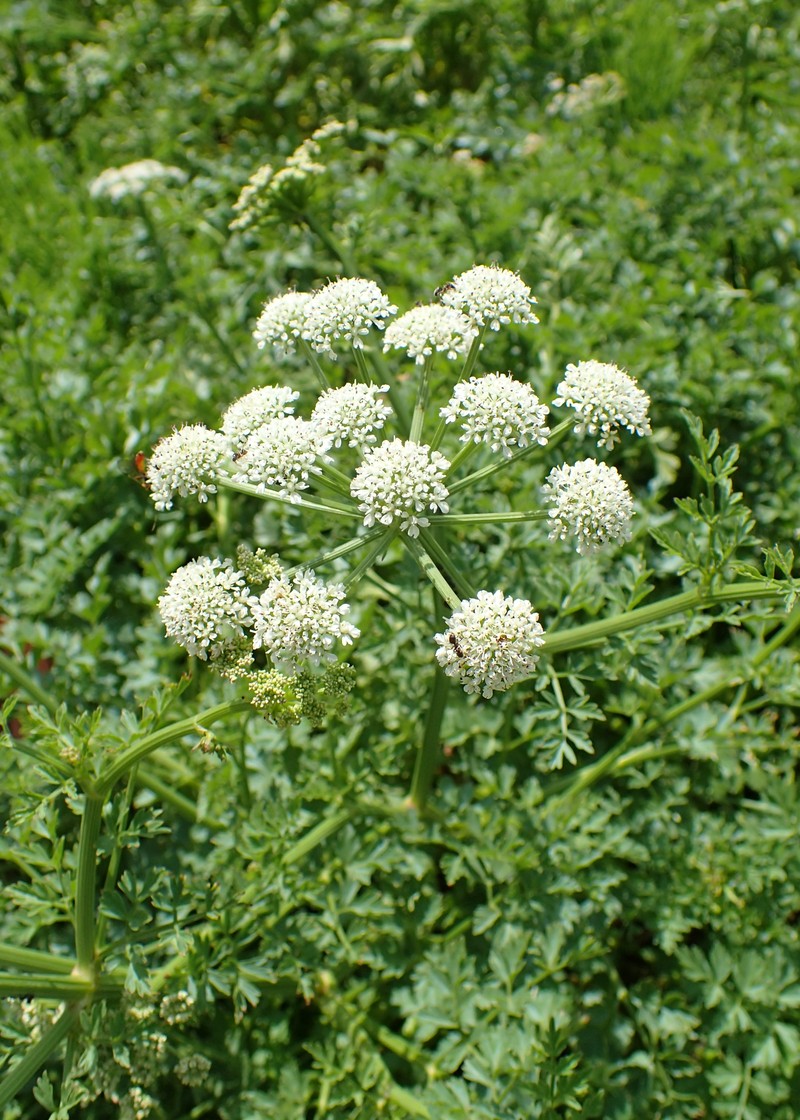 Oenanthe crocata