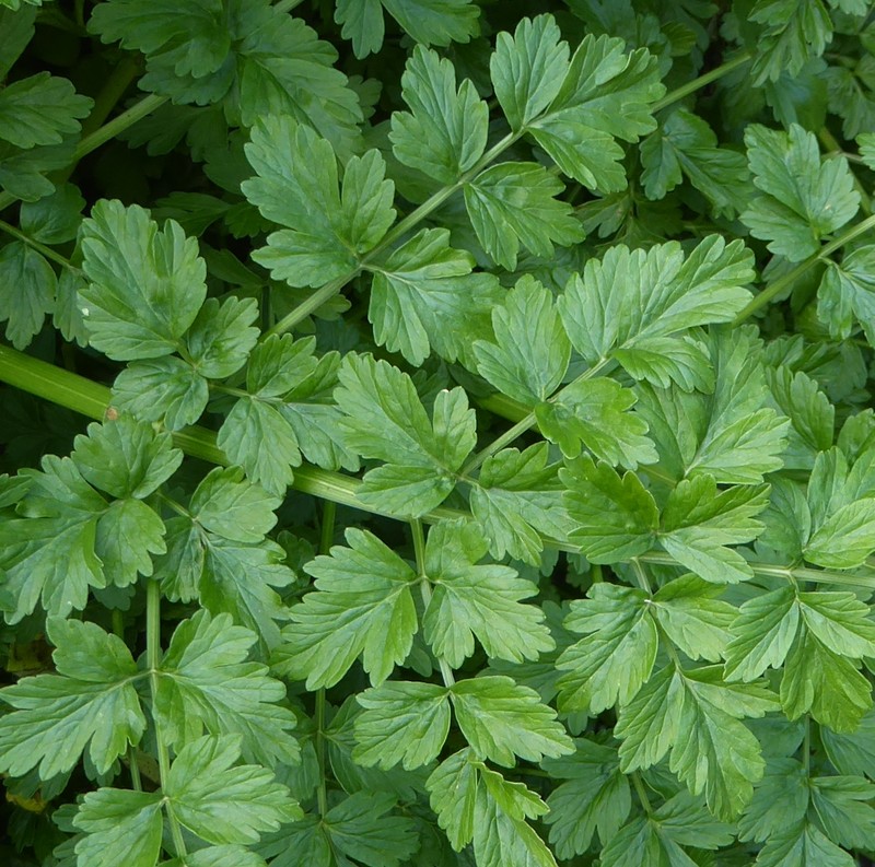 Oenanthe crocata photo 2