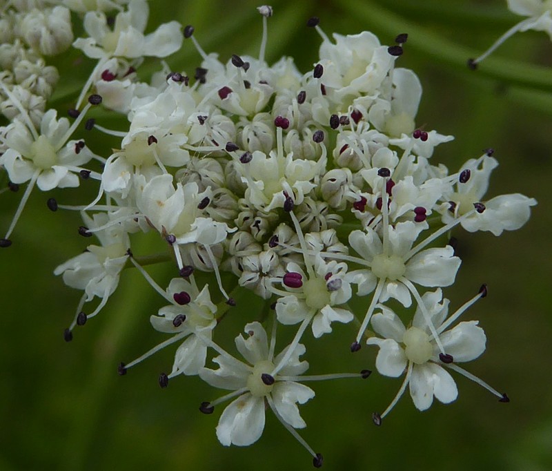 Oenanthe crocata photo 3