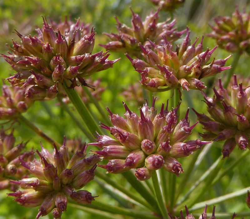 Oenanthe crocata photo 4