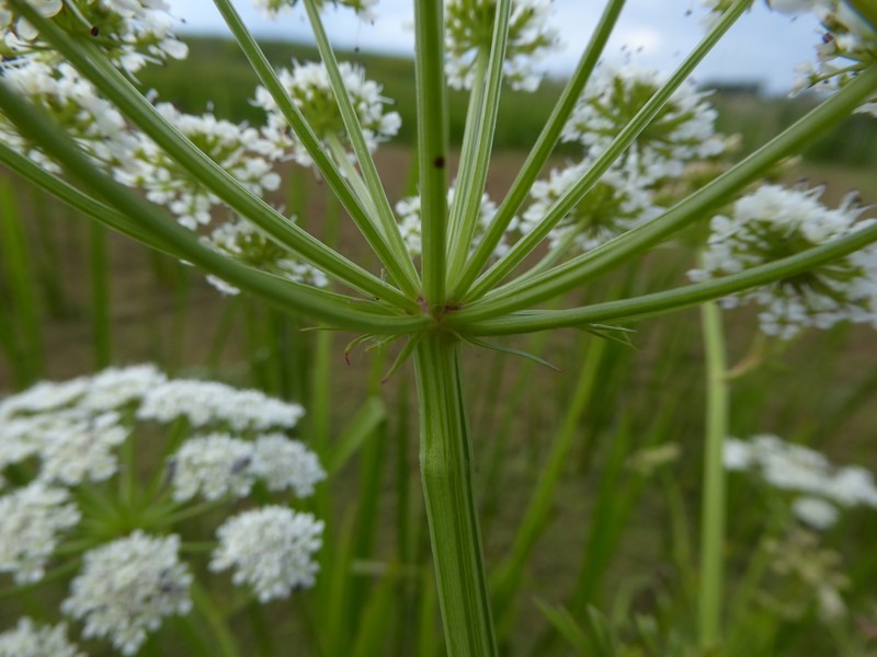 Oenanthe crocata photo 5