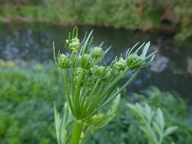 Oenanthe crocata photo 6