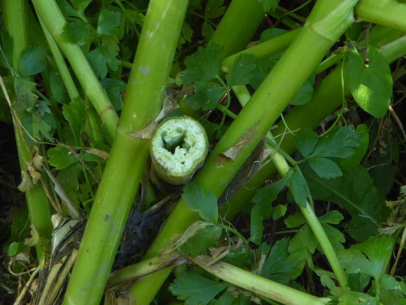 Oenanthe crocata photo 7