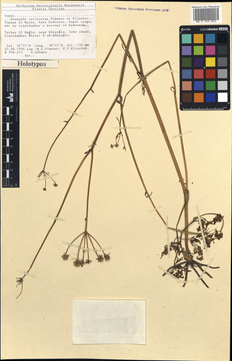 Oenanthe cyclocarpa