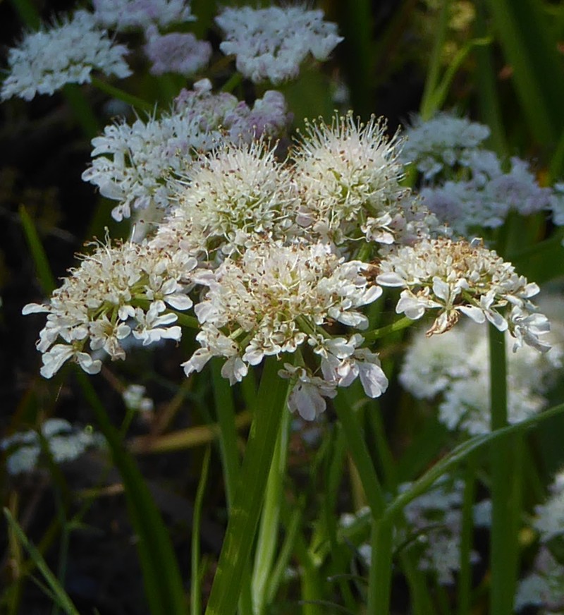 Oenanthe fistulosa