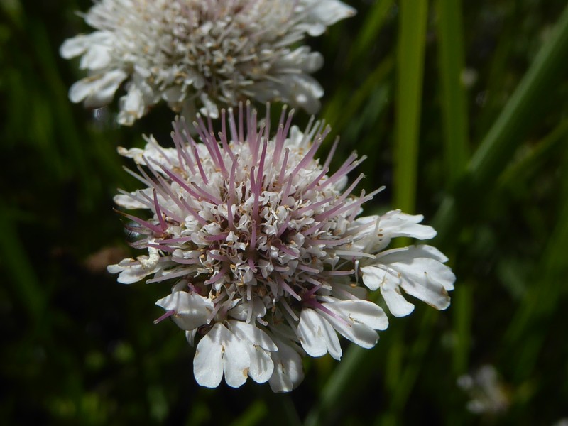 Oenanthe fistulosa photo 2