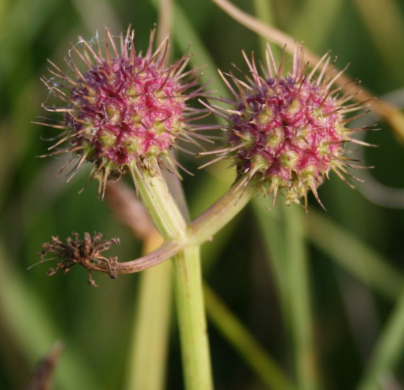 Oenanthe fistulosa photo 3
