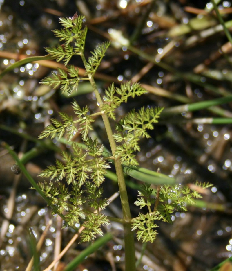 Oenanthe fistulosa photo 4