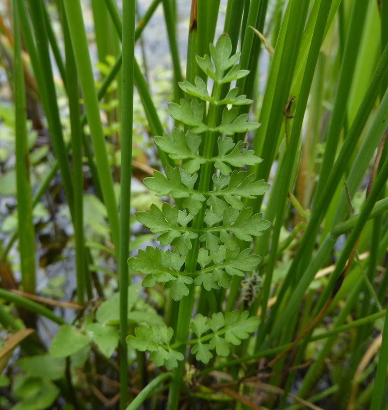 Oenanthe fistulosa photo 5