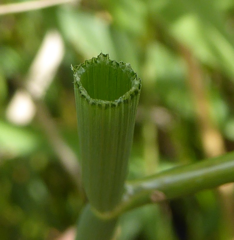 Oenanthe fistulosa photo 6