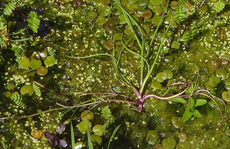Oenanthe fistulosa photo 7