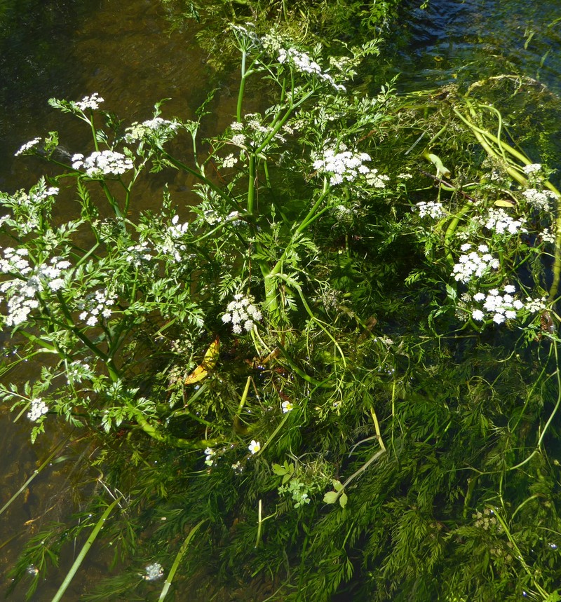 Oenanthe fluviatilis photo 2