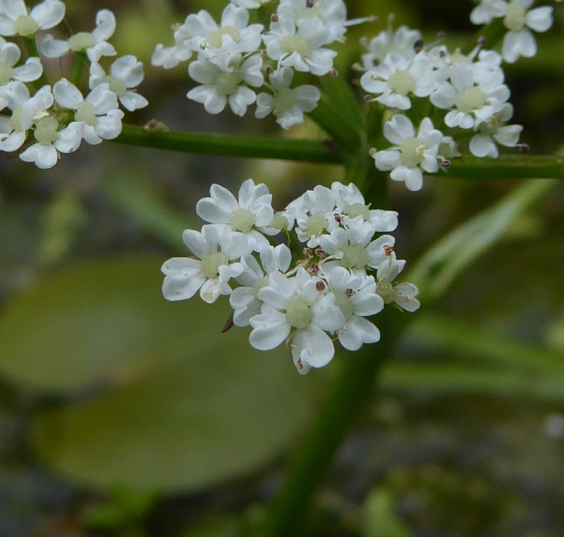 Oenanthe fluviatilis photo 3