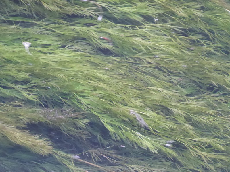 Oenanthe fluviatilis photo 4