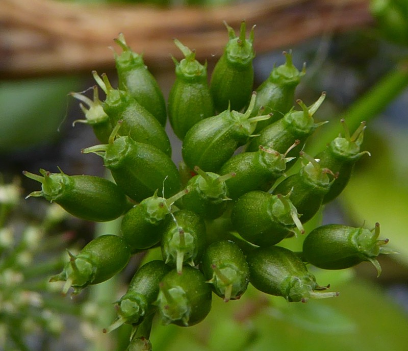 Oenanthe fluviatilis photo 5
