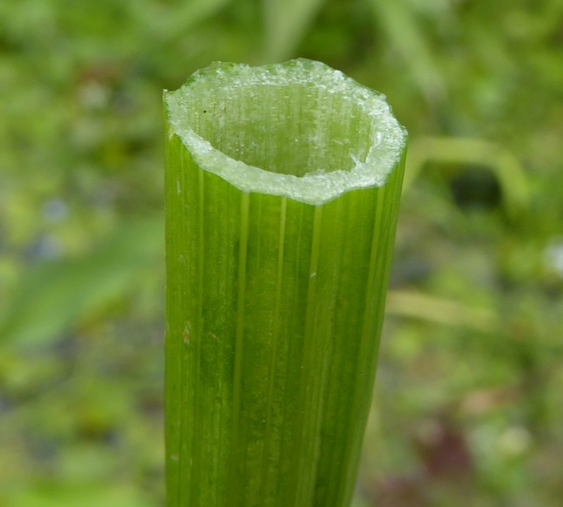Oenanthe fluviatilis photo 6