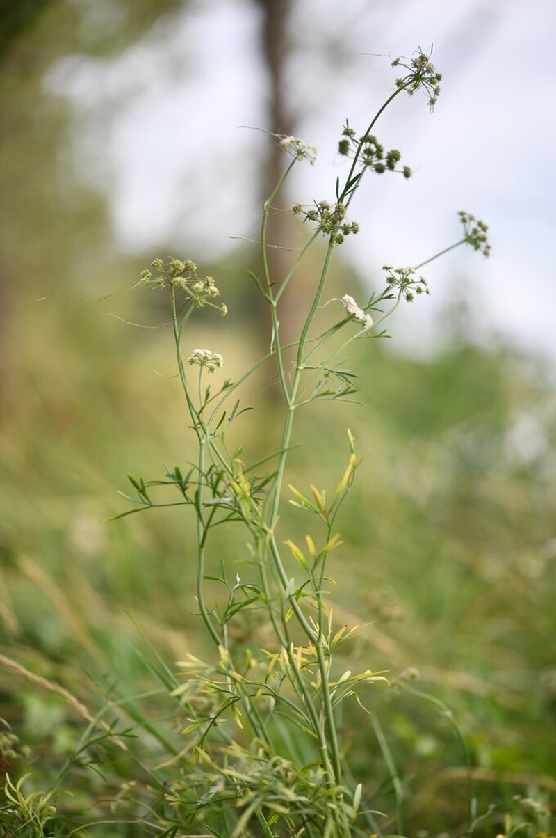 Oenanthe foucaudii