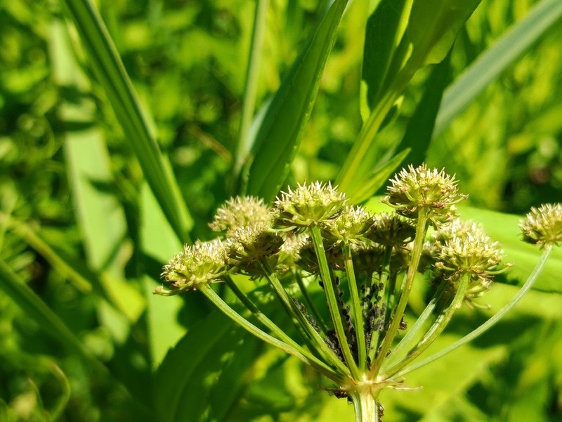 Oenanthe foucaudii photo 2