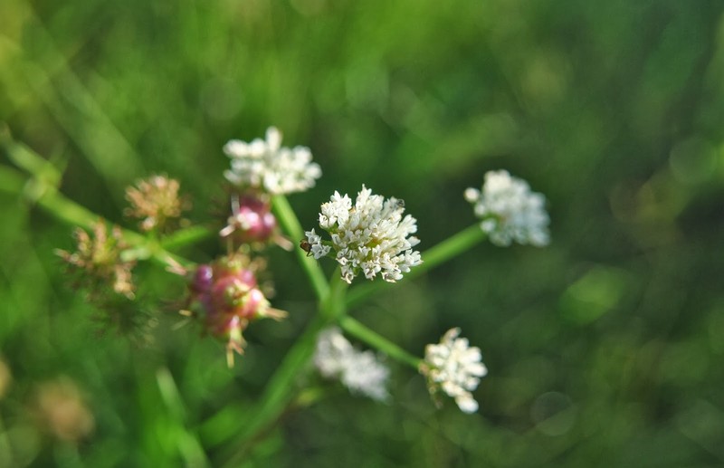Oenanthe globulosa