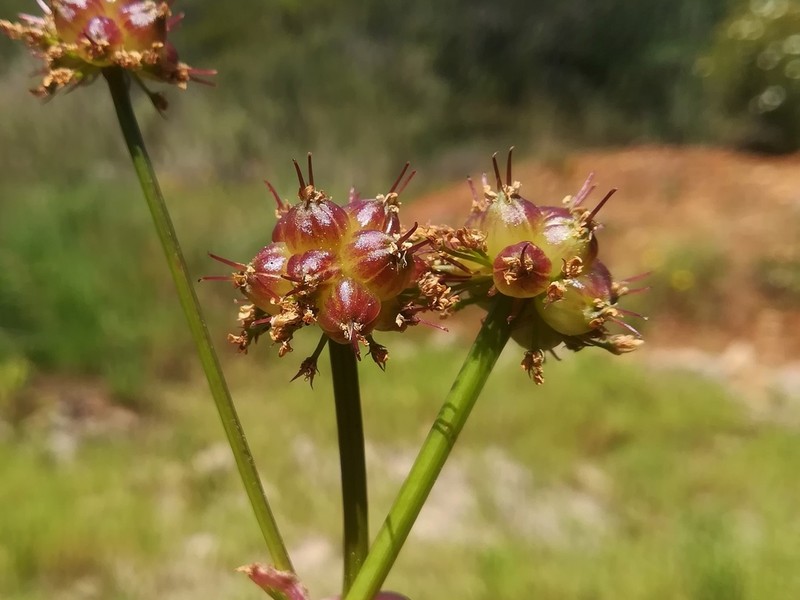 Oenanthe globulosa photo 2