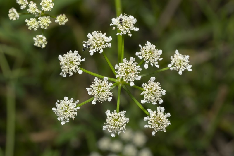 Oenanthe globulosa photo 3