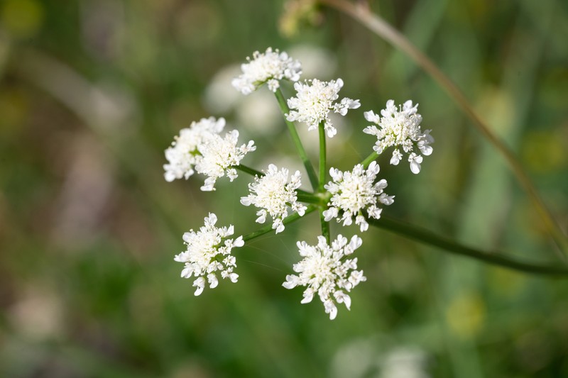 Oenanthe globulosa photo 4