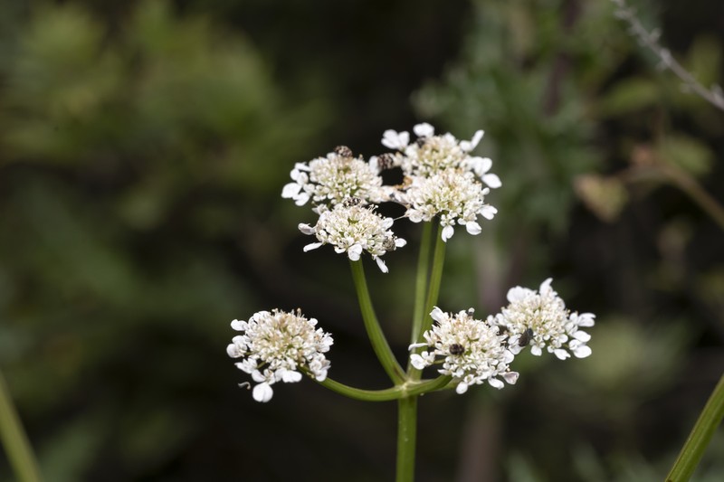 Oenanthe globulosa photo 5