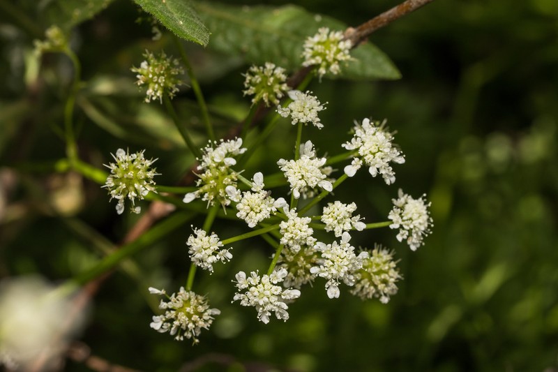 Oenanthe globulosa photo 6