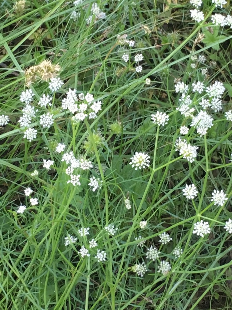 Oenanthe globulosa photo 7