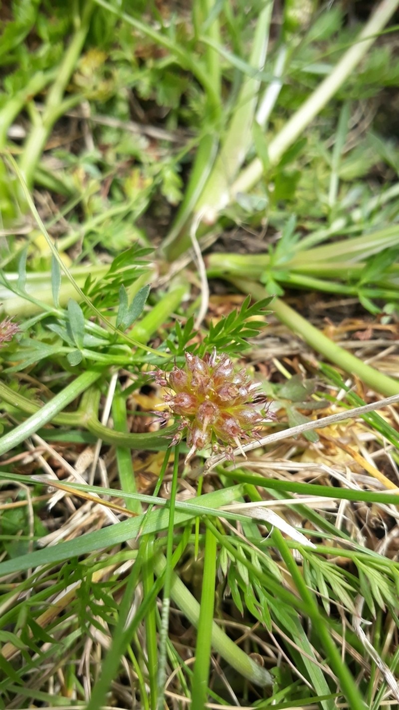 Oenanthe globulosa photo 8