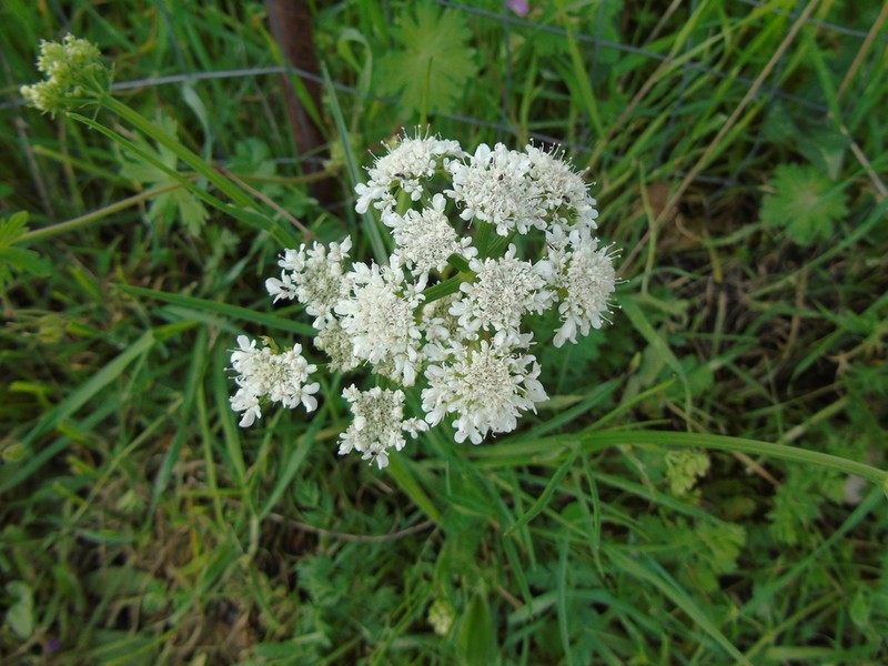 Oenanthe incrassans