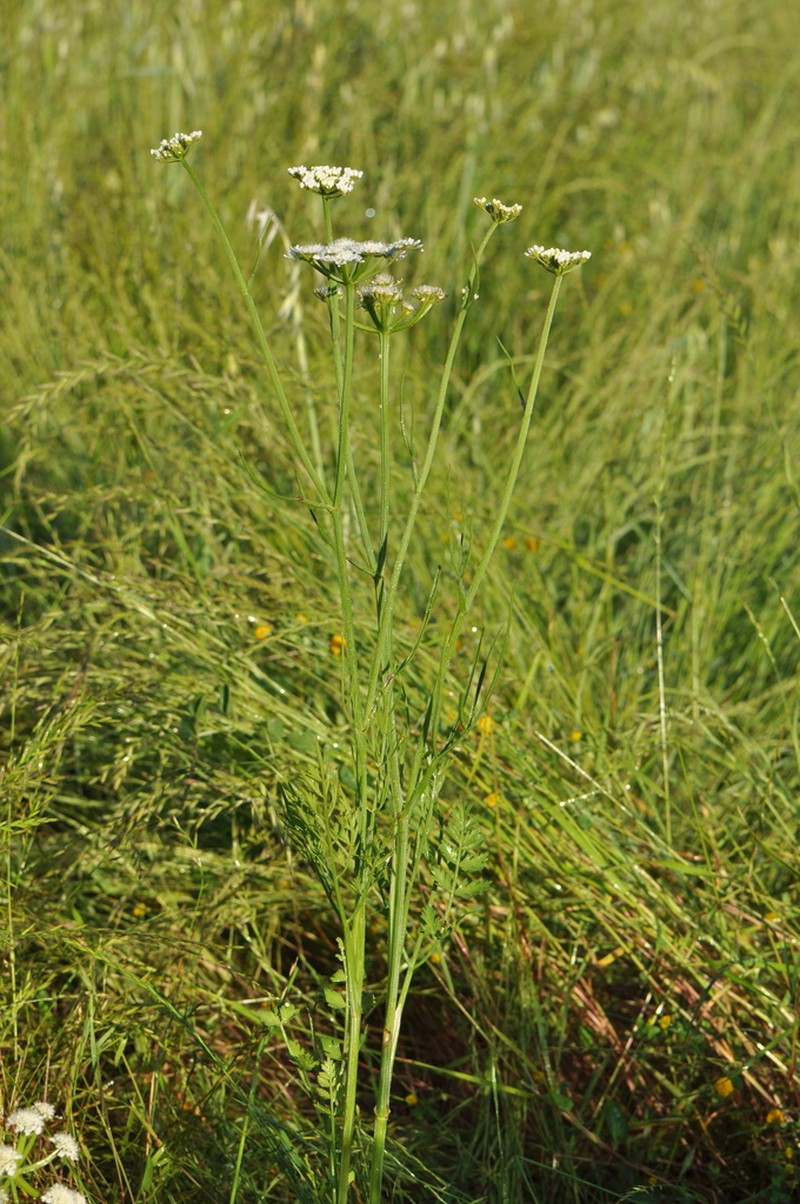 Oenanthe incrassans photo 2